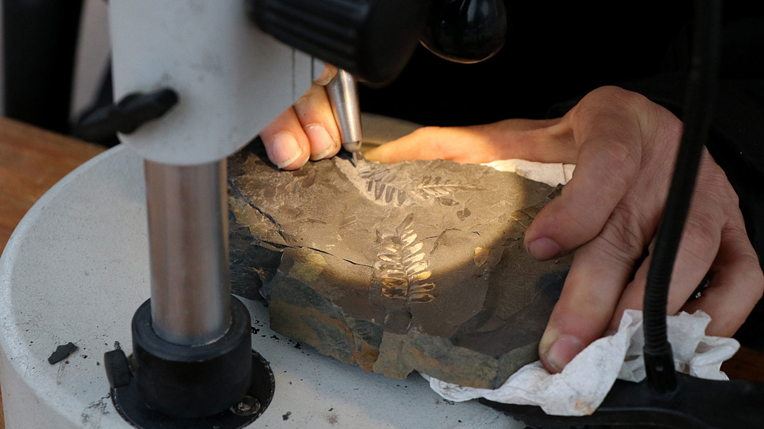 Präparation Fossilien Foto: Museum am Schölerberg