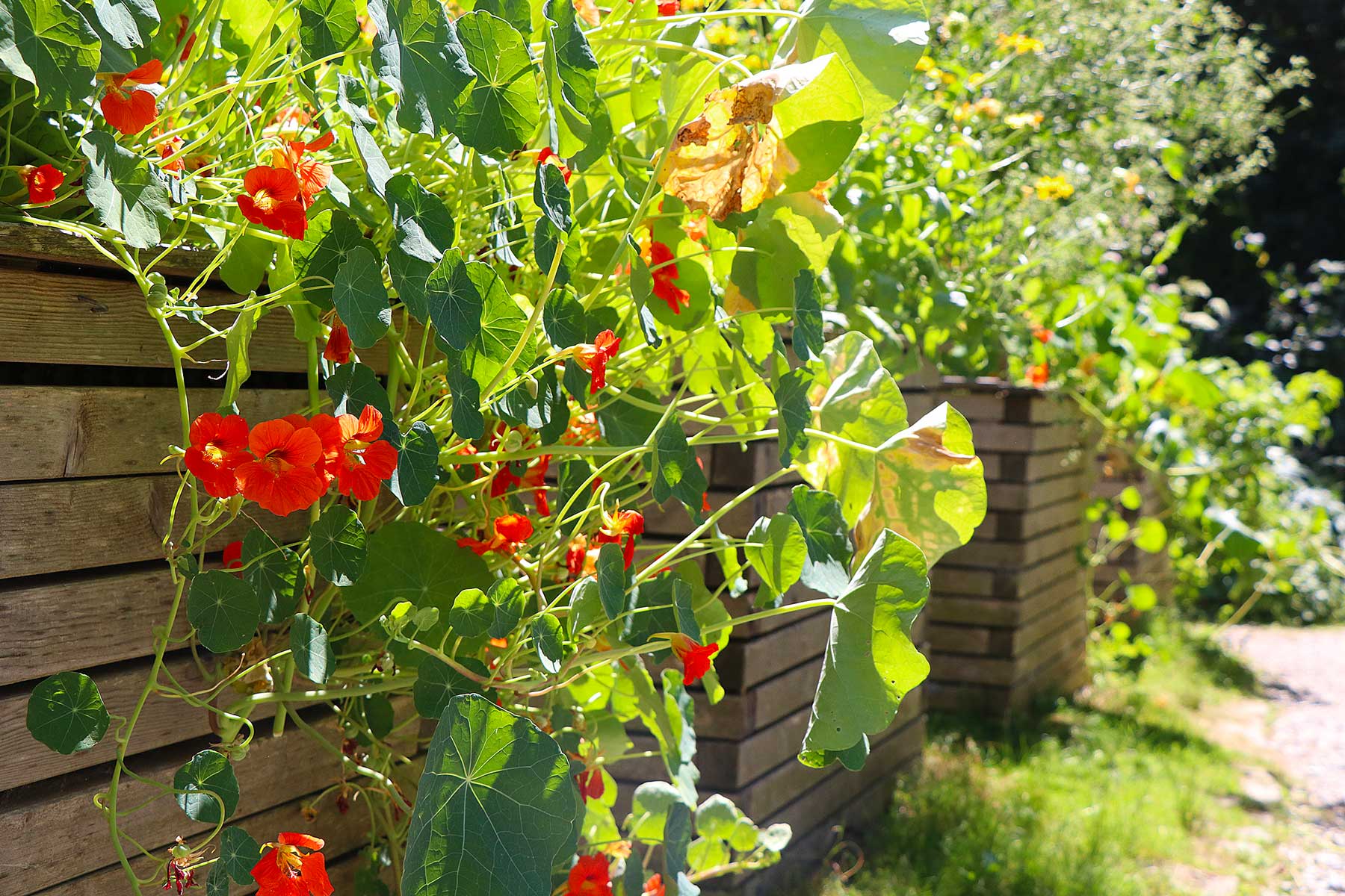 Gartenführung: Grüne Ecken, bunte Beete