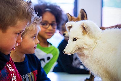 Kinder bestaunen einen Polarfuchs im Museum am Schölerberg © Detlef Heese