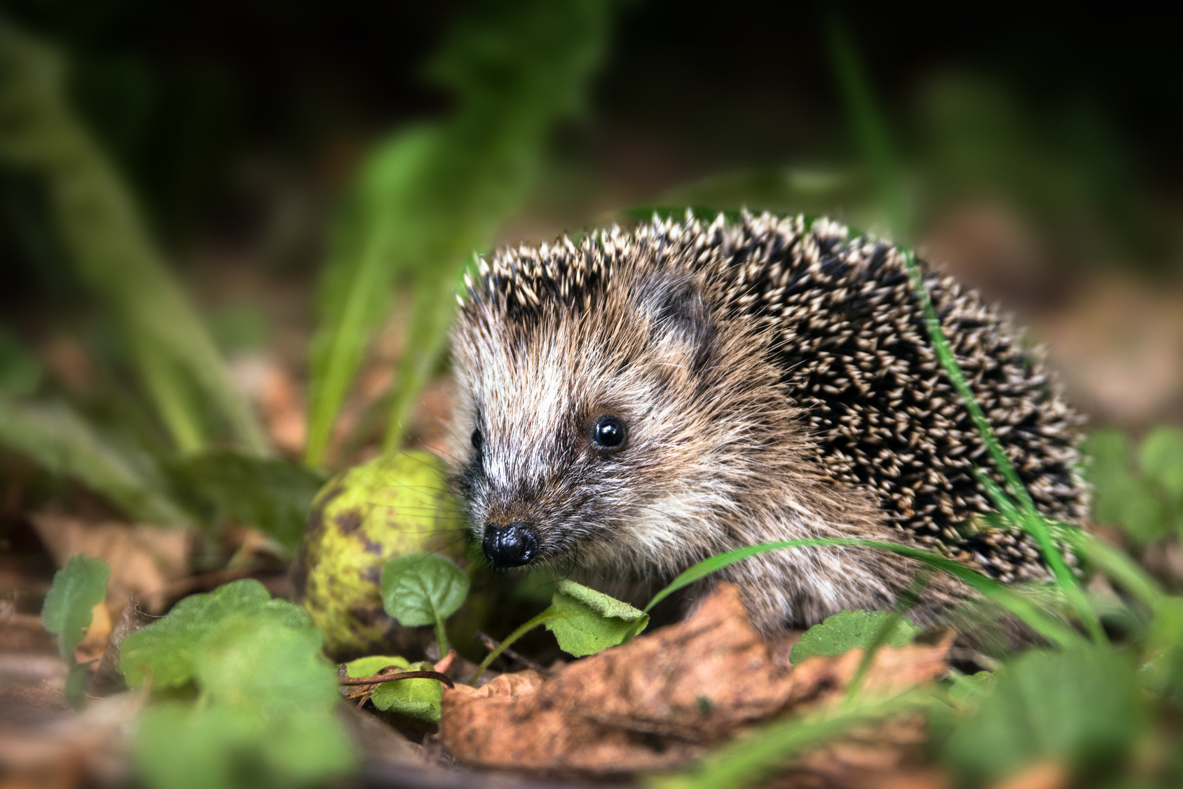 Gartenworkshop: Garten im Herbst - Igel