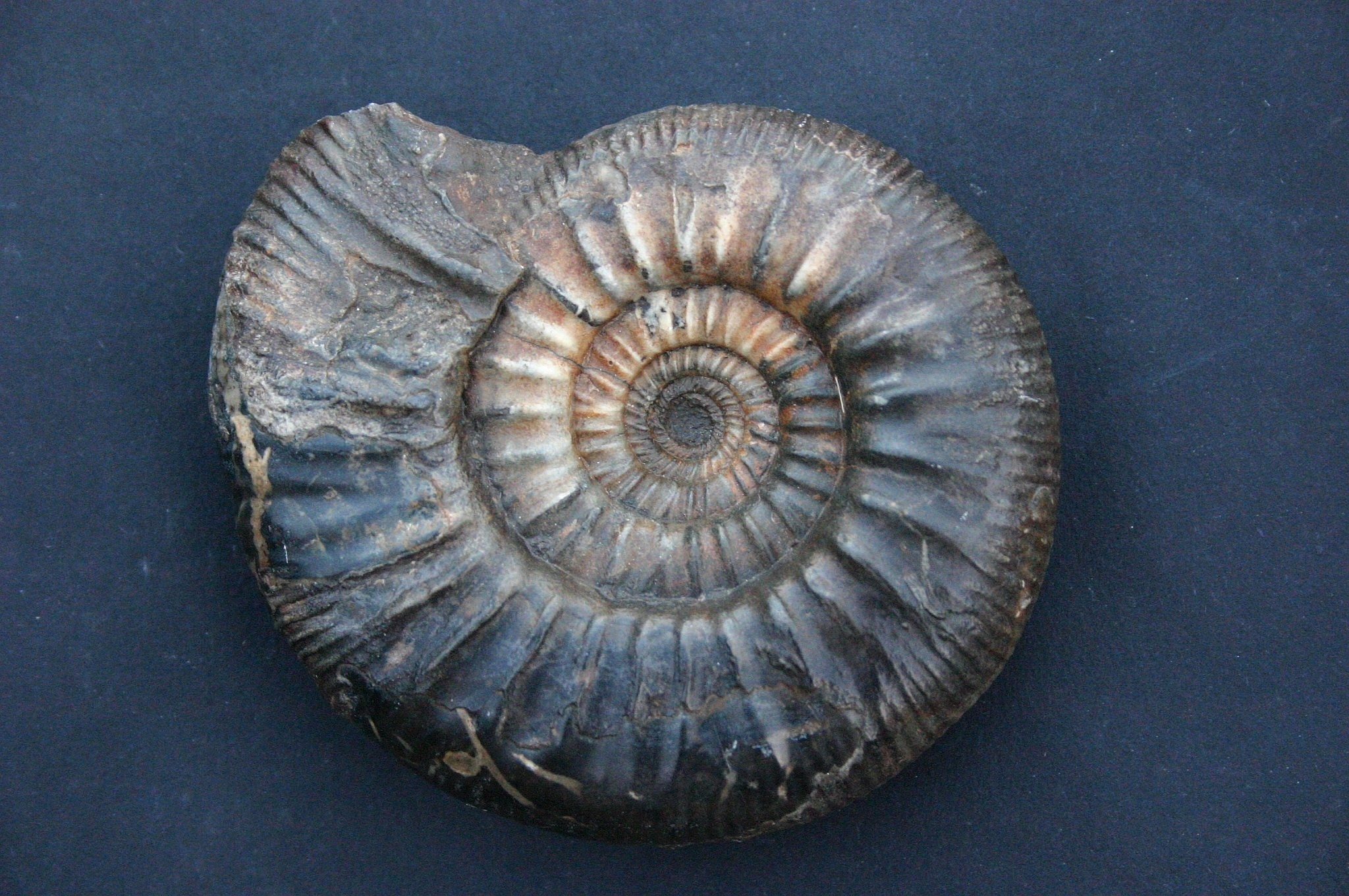 Ammonit Perisphinctes, gefunden in Porta Westfalica. Foto: Angelika Leipner