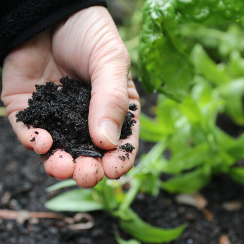 Gartenworkshop: Erntezeit im Museumsgarten