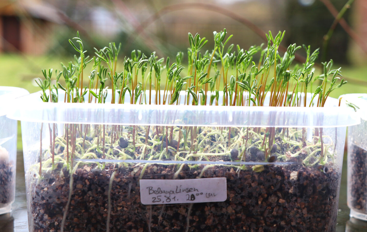 Microgreens: Sprossen von Belugalinsen