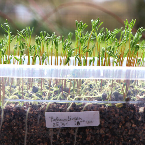 Gartenworkshop: Microgreens - Superfood von der Fensterbank