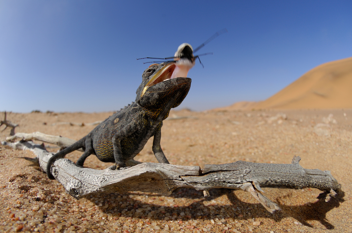 Bild eines Namaqua Chamaeleon