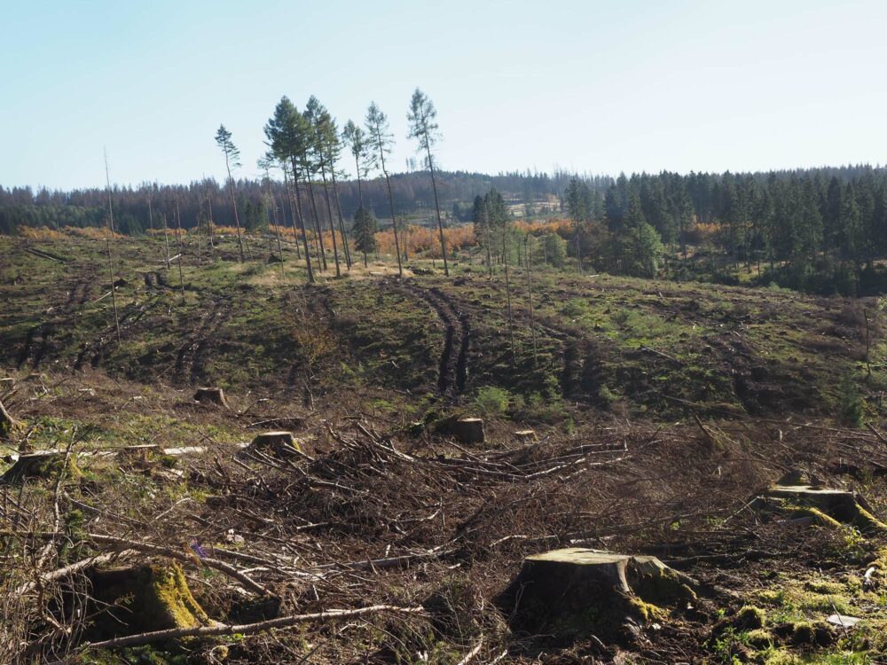 Gerald Klamer durchquert auf seiner Wanderung auch Regionen in denen der Wald stark gefährdet ist. Witterungsextreme wie Sturm und Dürre haben in den vergangenen Jahren zum Beipspiel dem niedersächsischen Harz zugesetzt.