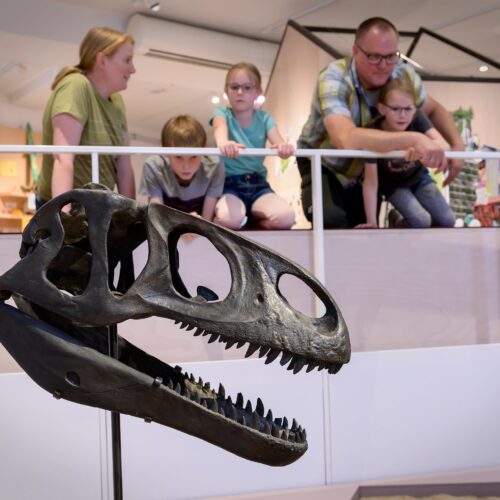 Raubsaurier ausgestellt im Museum am Schölerberg