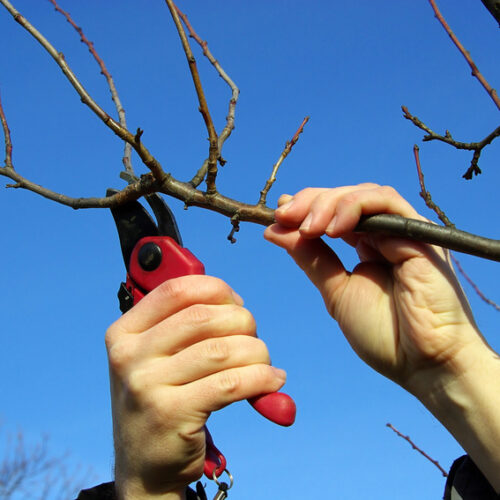 Gartenworkshop: Obstbäume richtig schneiden und pflegen