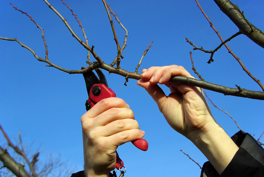 Gehölzschnitt am Obstbaum (c) Museum am Schölerberg