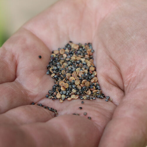 Gartenworkshop: Säen und Pflanzen