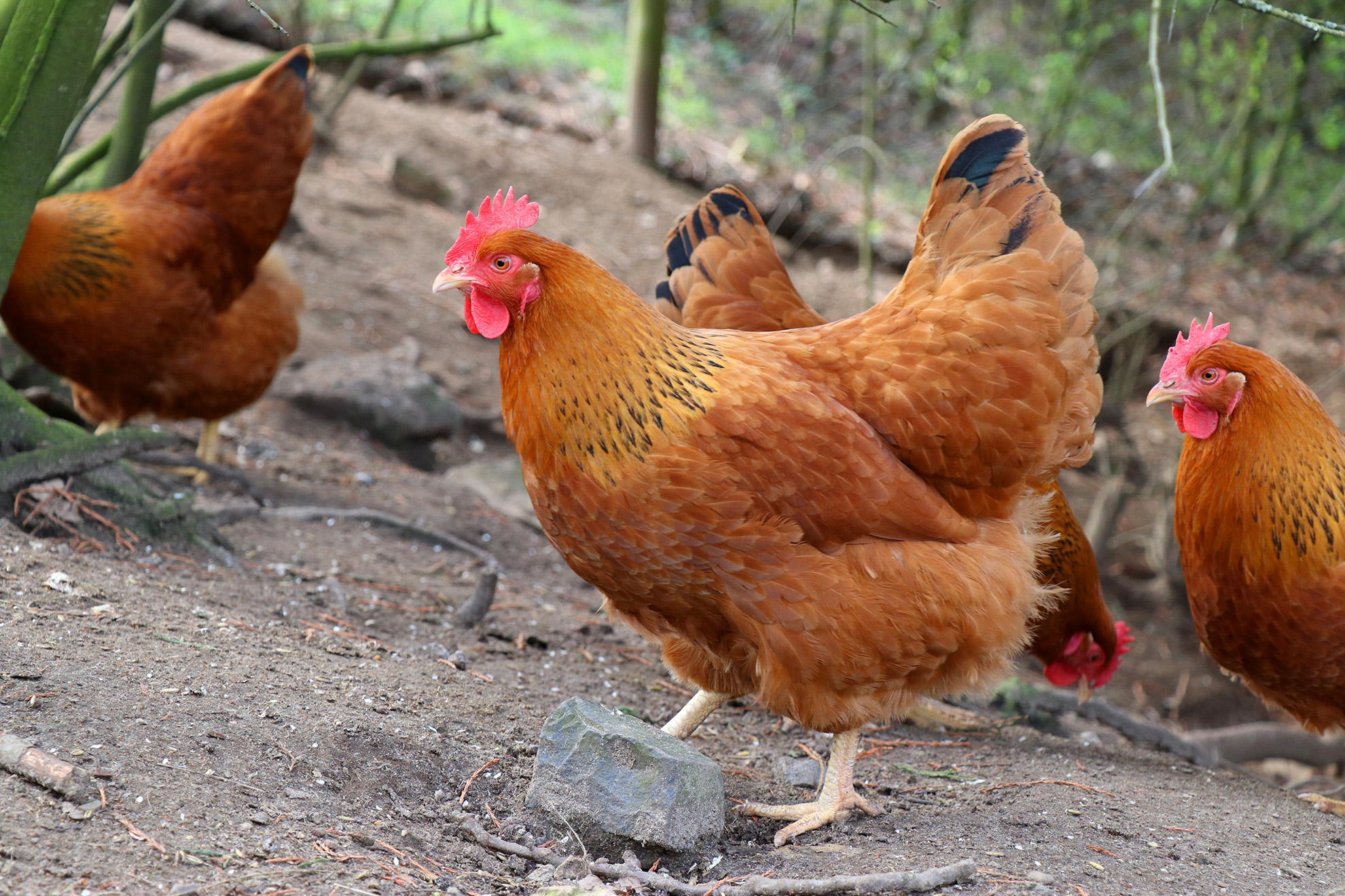 Huhn im Museumsgarten im Museum am Schölerberg. (c) Lisa Heyn