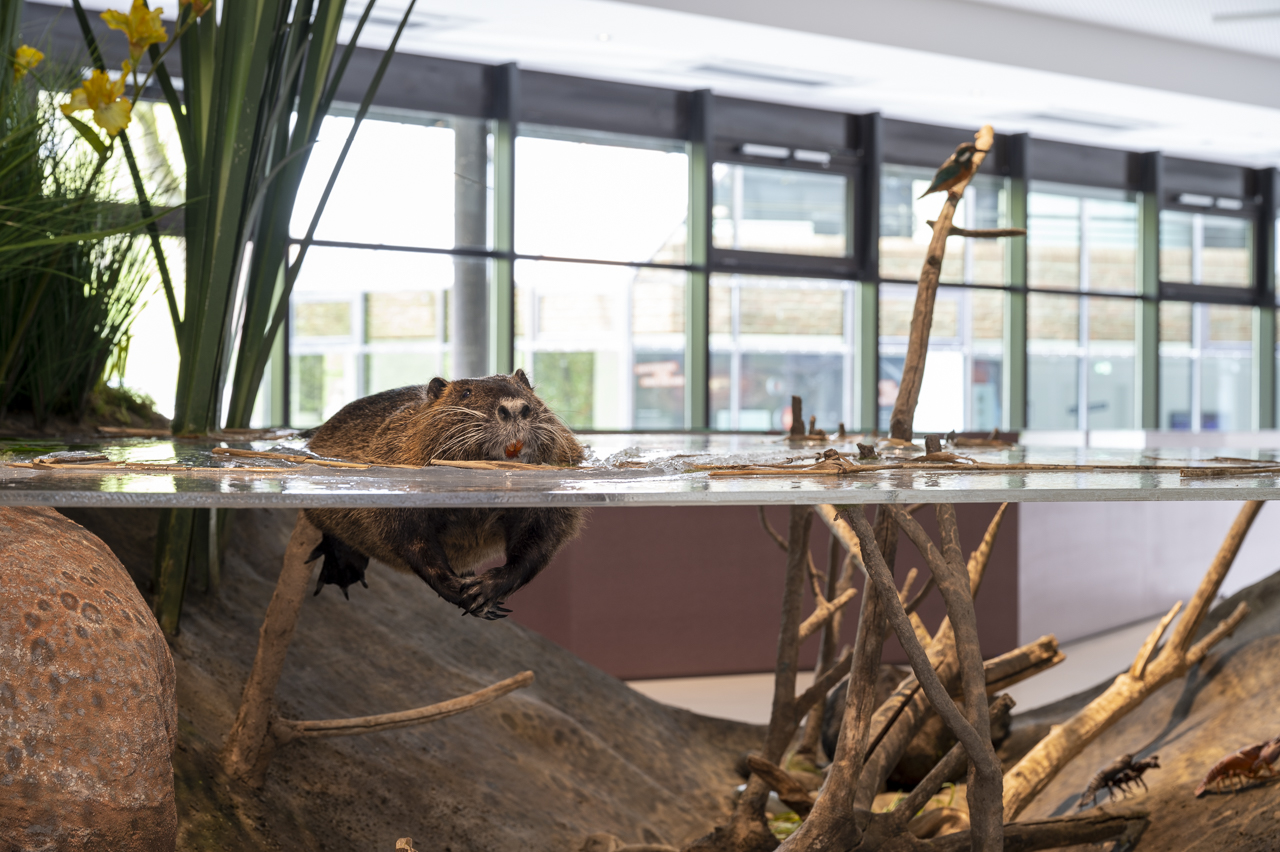 Invasive Arten: Auch die Nutria gehört zu den invasiven Tierarten.