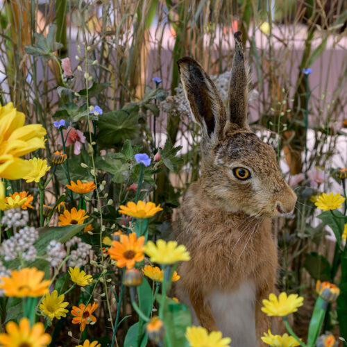 Hase in der Ausstellung im Museum am Schölerberg. (c) Hermann Pentermann
