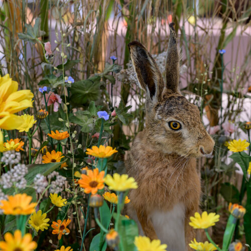 Hase in der Ausstellung im Museum am Schölerberg. (c) Hermann Pentermann