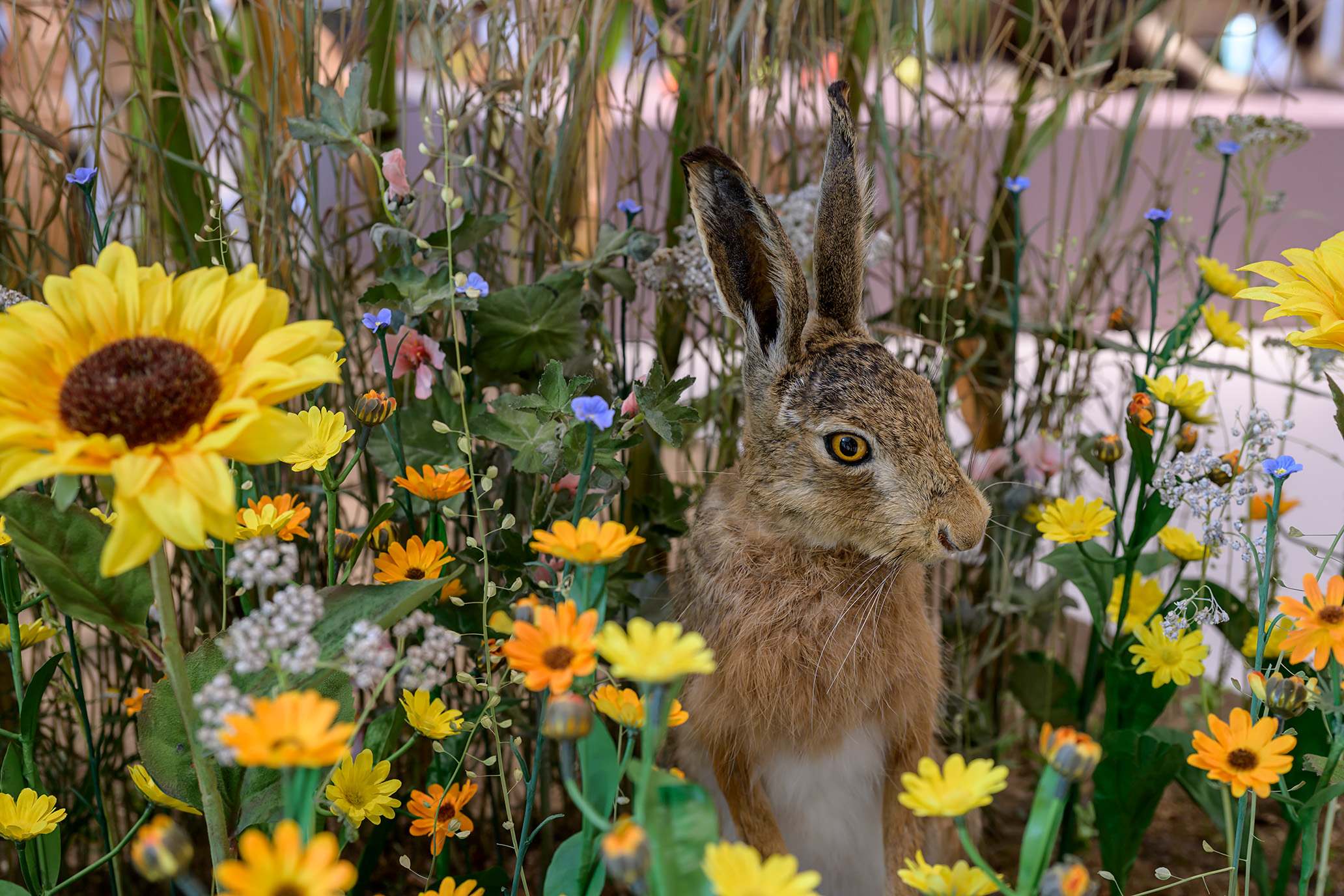 Hase in der Ausstellung im Museum am Schölerberg. (c) Hermann Pentermann