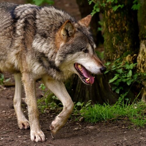 Vortrag von Prof. Dr. Heribert Hofer zum Thema Mensch-Wildtier-Konflikte