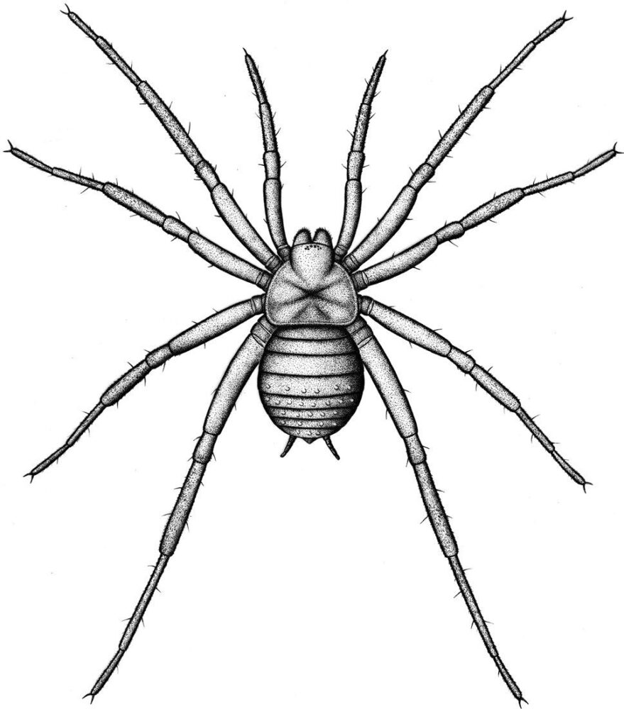 Arthrolycosa wolterbeeki (c) Jason Dunlop