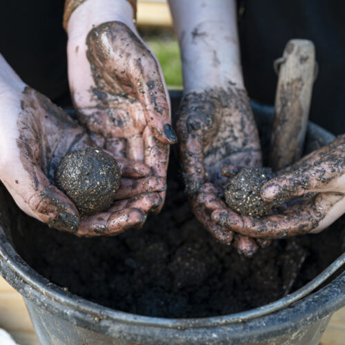 Meine grüne Stunde: Insektenfreundliche Samenbomben für den Frühling