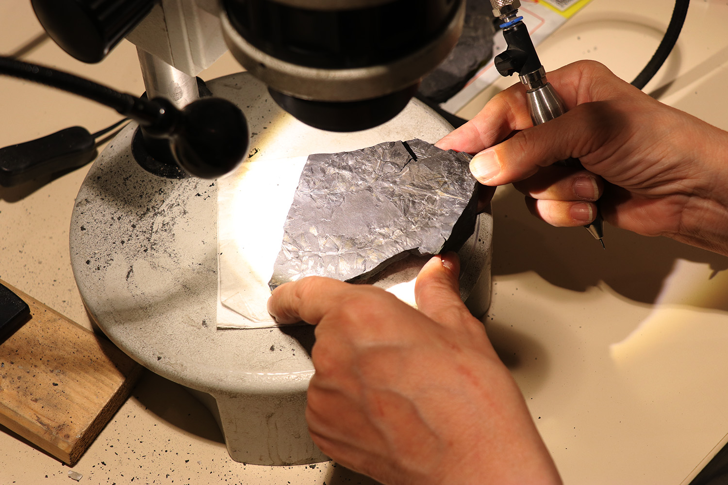 Fossil wird untersucht. © Imke Wilxmann