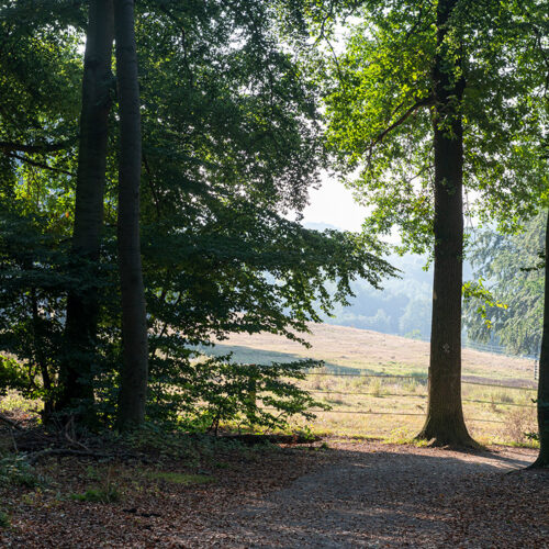 Fotografieworkshop: Lichtspiel im Blätterdach – Waldmomente fotografieren