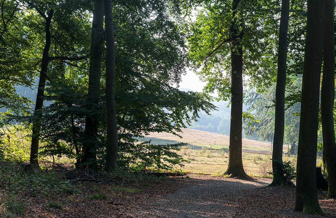 Wald am Schölerberg © Angela von Brill