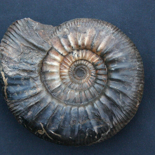 Moderne Fossilien
