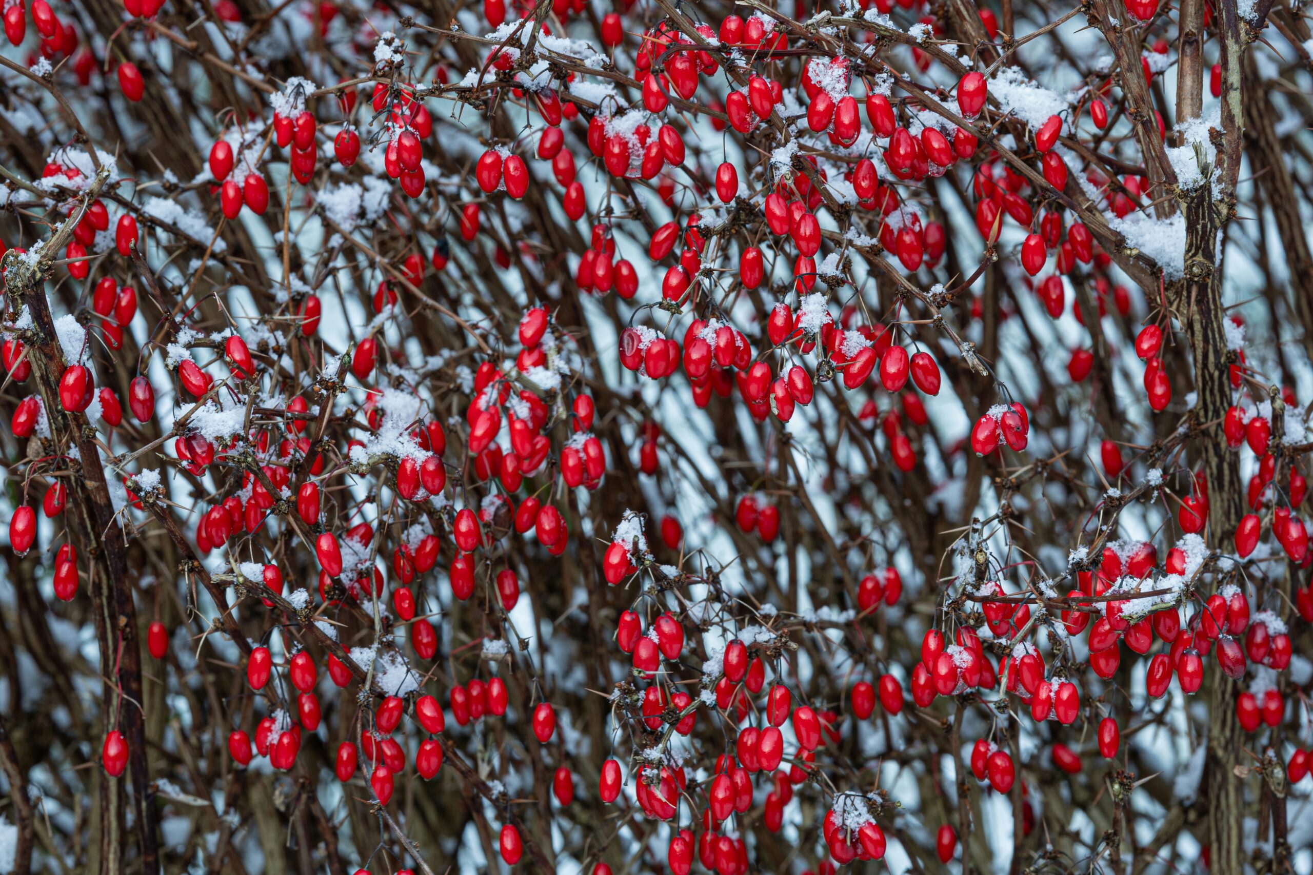 Berberitze im Winter (c) Kaptured by Kasia, Unsplash