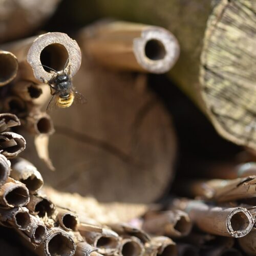 Gartenworkshop: Wildbienen im Garten