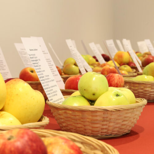Äpfel im Museum am Schölerberg. Foto: Imke Wilxmann