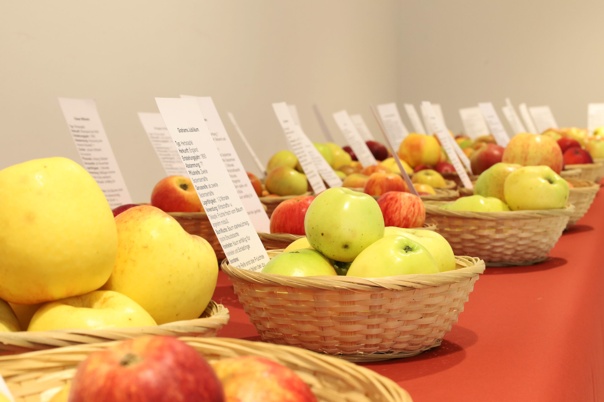 Äpfel im Museum am Schölerberg. Foto: Imke Wilxmann