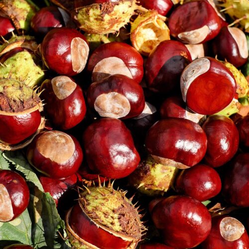 Herbstbasteln mit Naturmaterialien