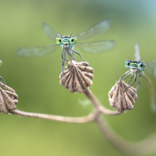 Sonntagsführung: Rundgang durch die Sonderausstellung "Facettenreiche Insekten"