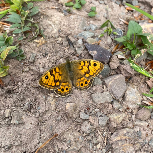 Vom Verschwinden der Arten