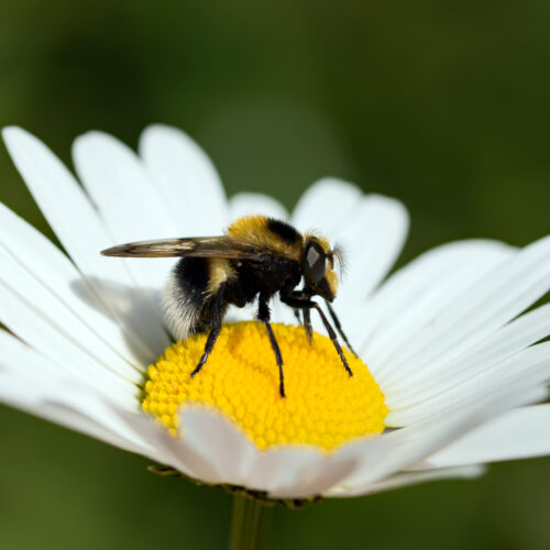Forschen – Staunen – Entdecken: Blüten und ihre Besucher