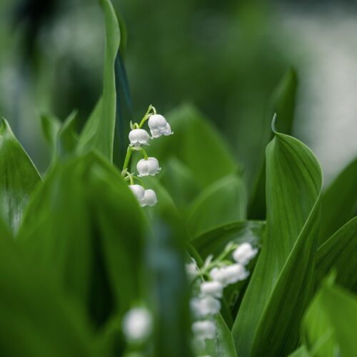 Meine grüne Stunde: Kann ich das essen oder bringt mich das um?