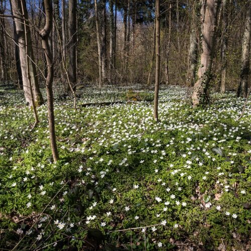 Frühlingsblüher am Schölerberg