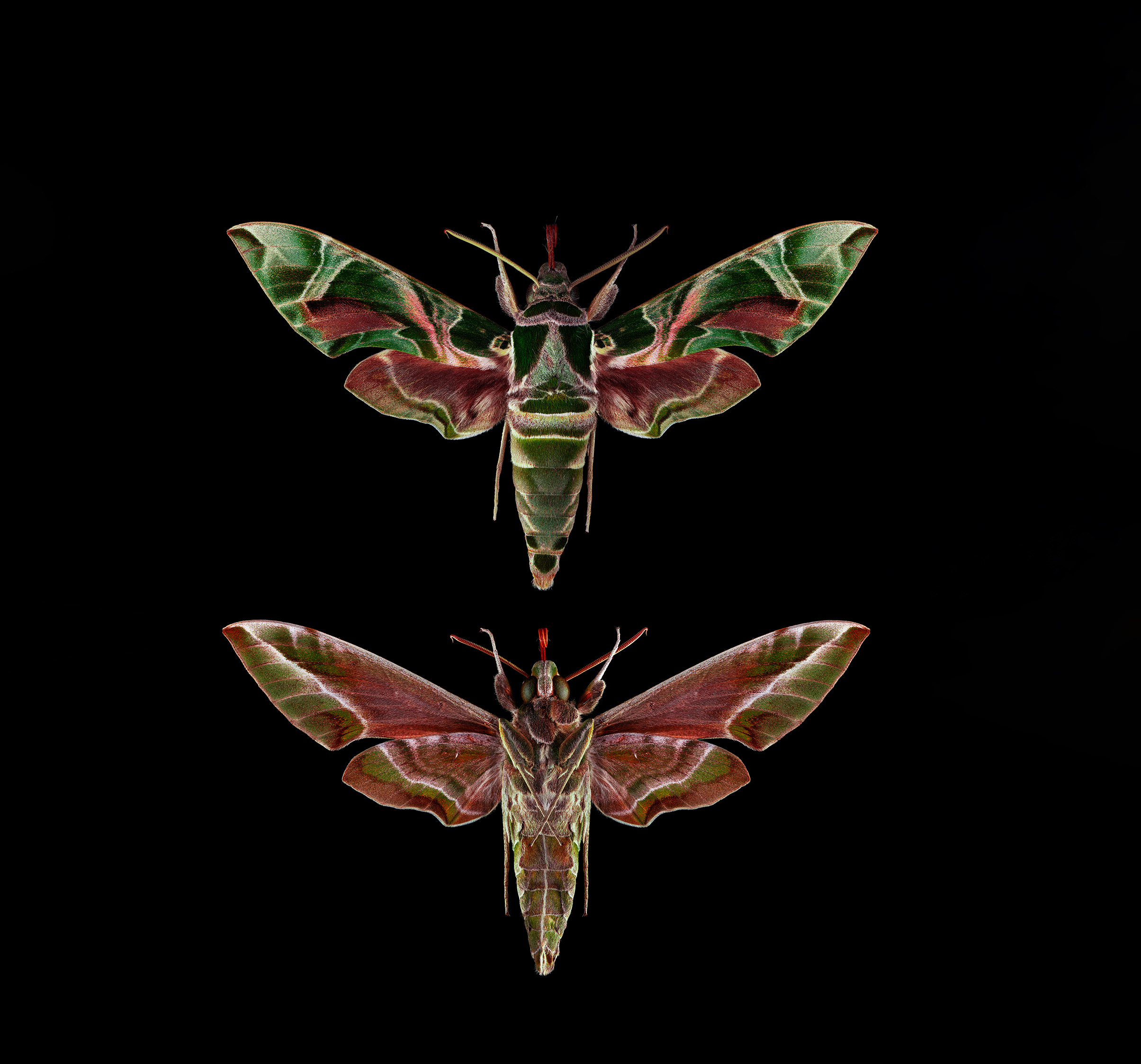 Daphnis nerii © Janosch Waldkircher