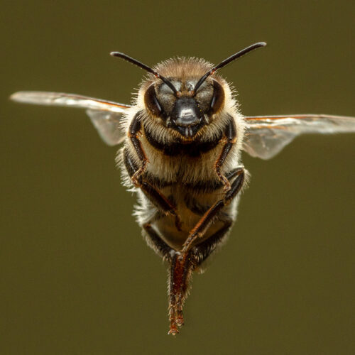 Auch Bienen haben Schweißfüße  – Verblüffendes aus der Welt der Honigbienen