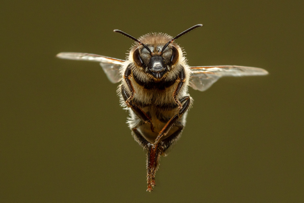 Honigbiene im Flug. © Ingo Arndt