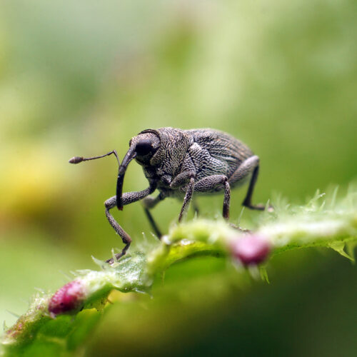 Finissage "Facettenreiche Insekten"