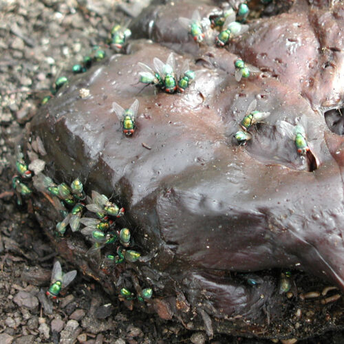 Kommissar Schmeißfliege – Insekten als wichtiges Ermittlungswerkzeug in der Forensik