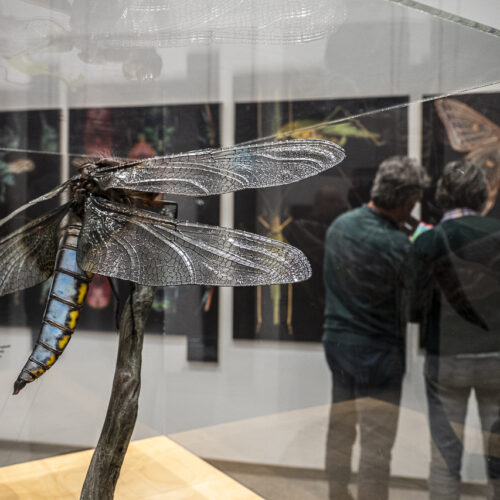 Sonntagsführung: Rundgang durch die Sonderausstellung "Facettenreiche Insekten"