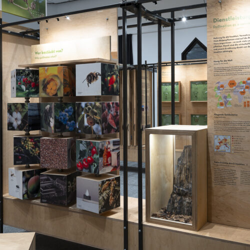 Sonntagsführung: Rundgang durch die Sonderausstellung "Facettenreiche Insekten"