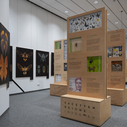 Sonntagsführung: Rundgang durch die Sonderausstellung "Facettenreiche Insekten"
