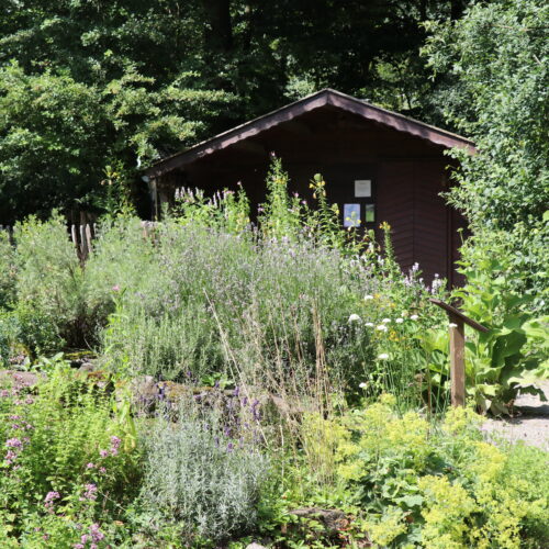 Meine grüne Stunde: Kräuterbündel binden