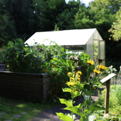 Abendspaziergang im Museumsgarten
