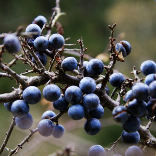 Wildobst - von der Hecke auf den Teller