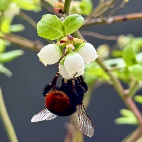 Nah dran! Makrofotografie-Workshop mit Angela von Brill