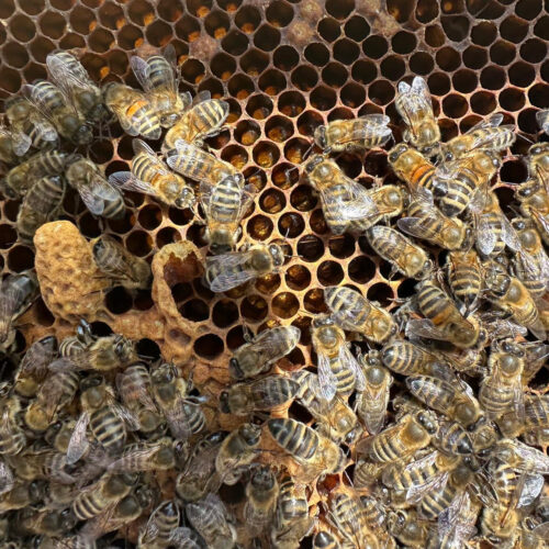 Schnupperkurs Imkerei