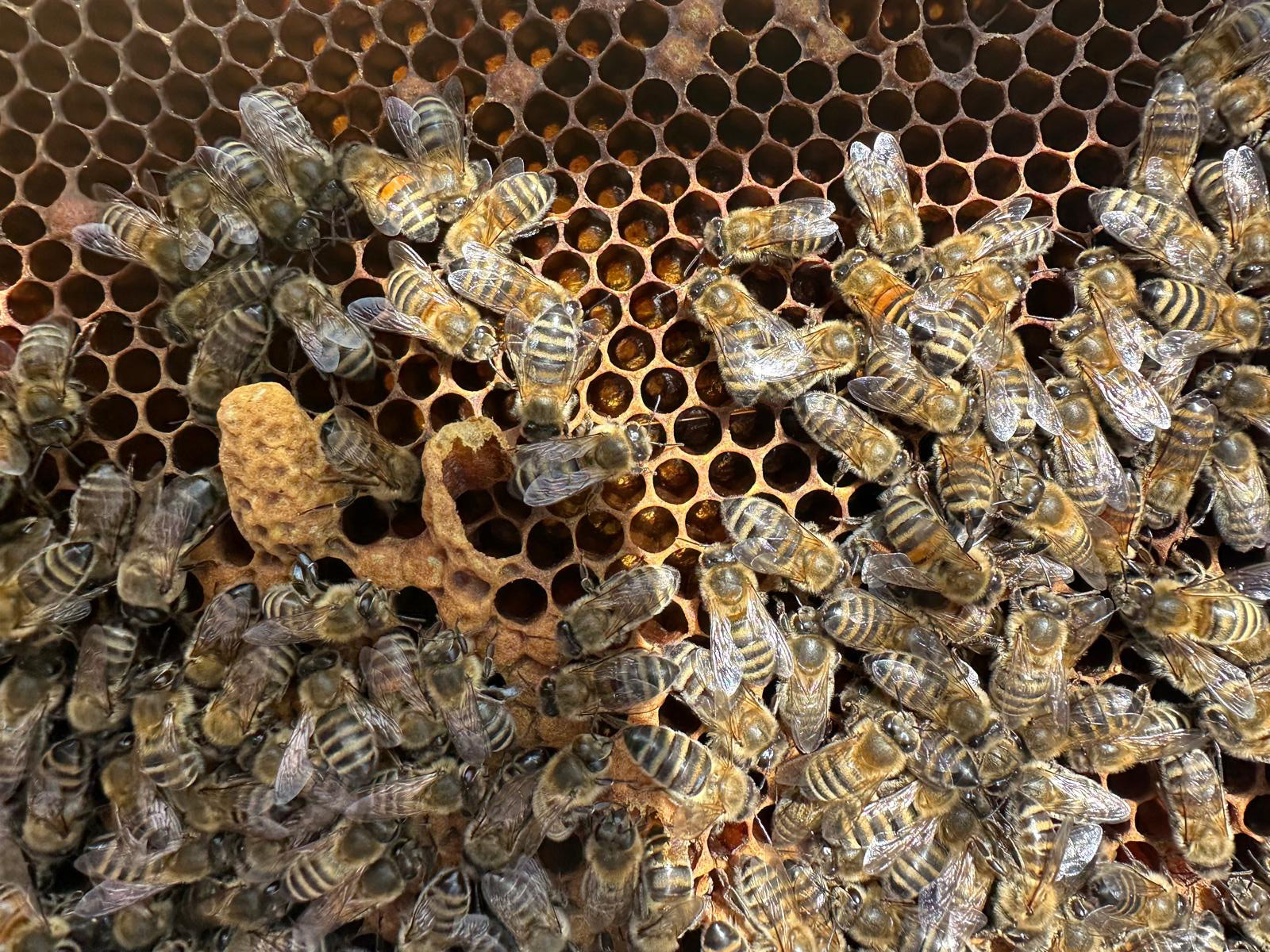 Schnupperkurs Imkerei. Foto: Theresa Niehaus